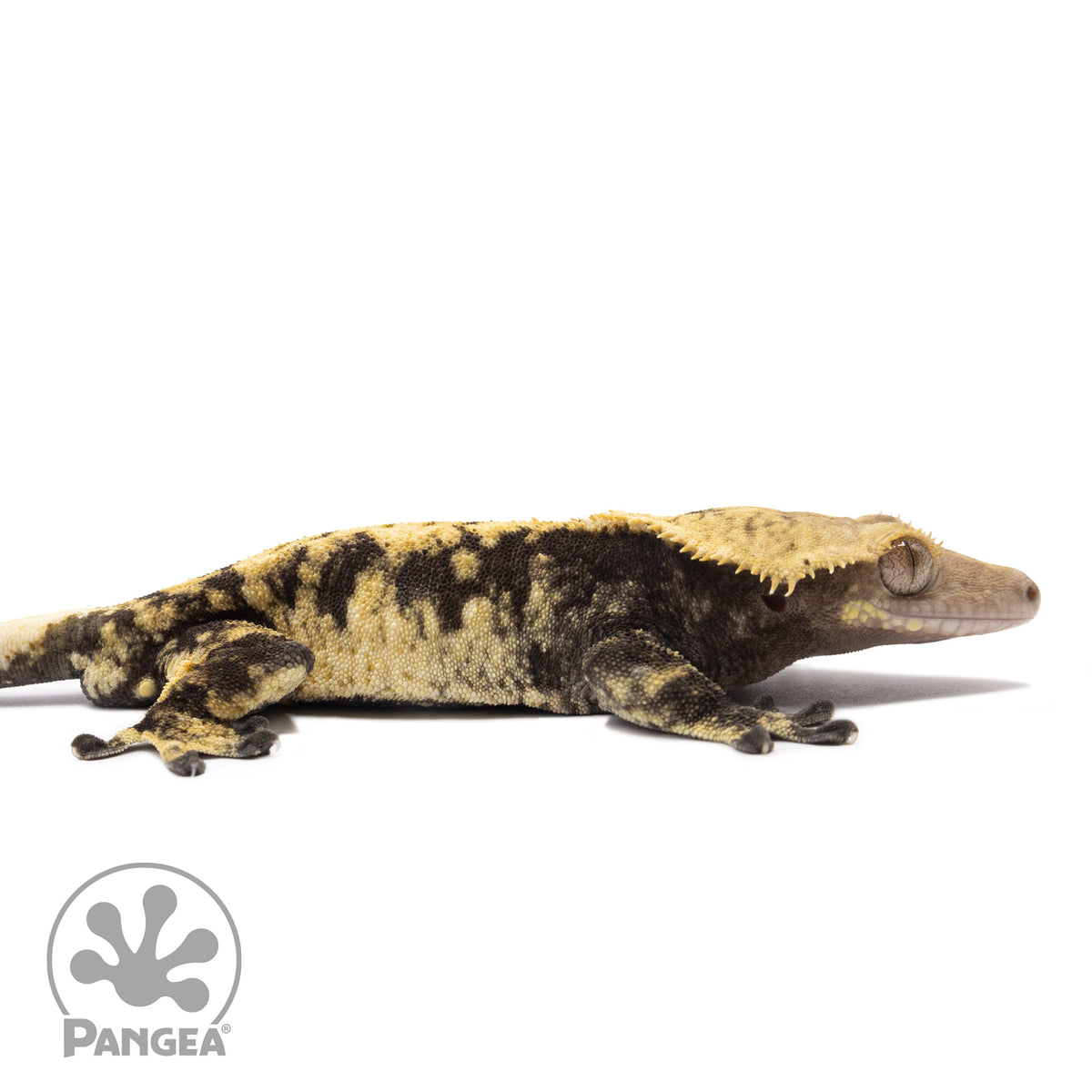 Cr-1275 facing right