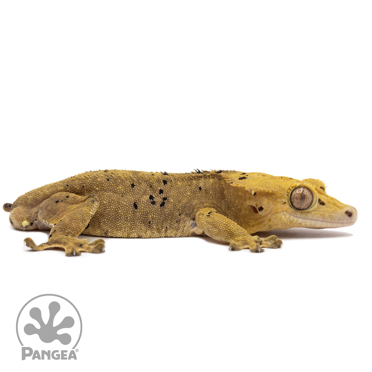 Cr-1276 facing right