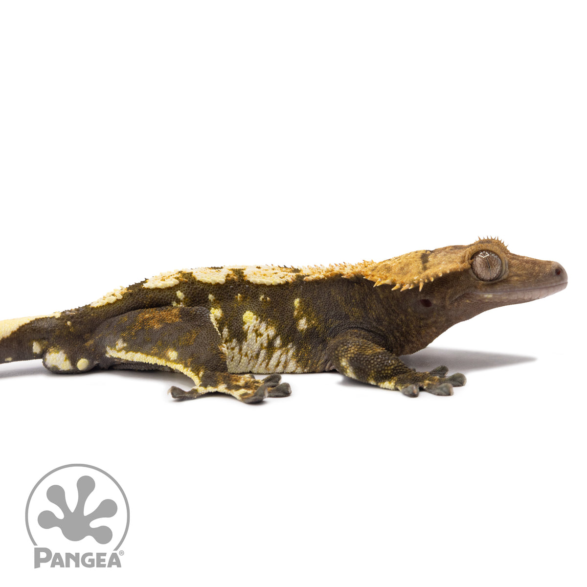 Cr-1278 facing right