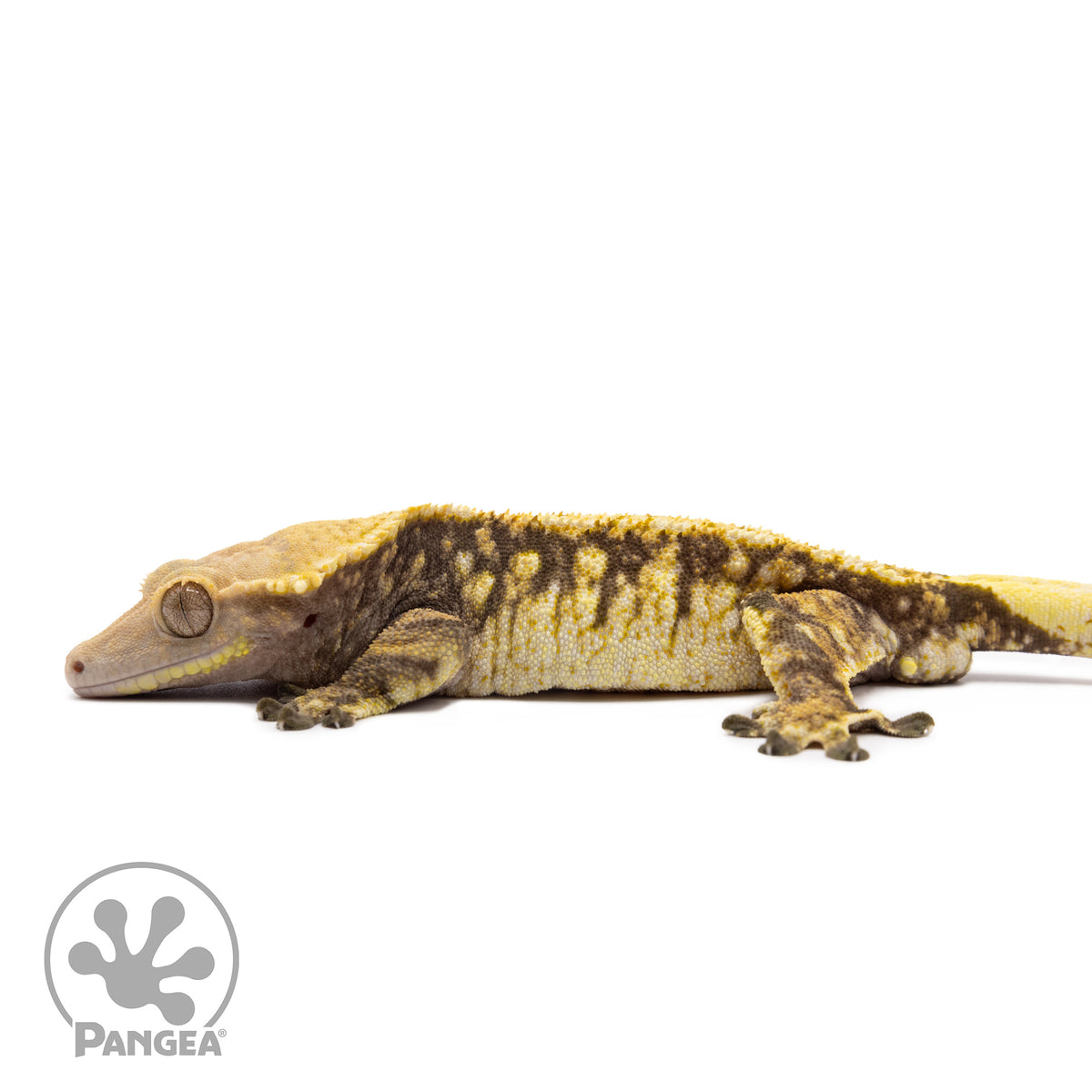 Male Tricolor Extreme Harlequin Crested Gecko Cr-1281 facing left