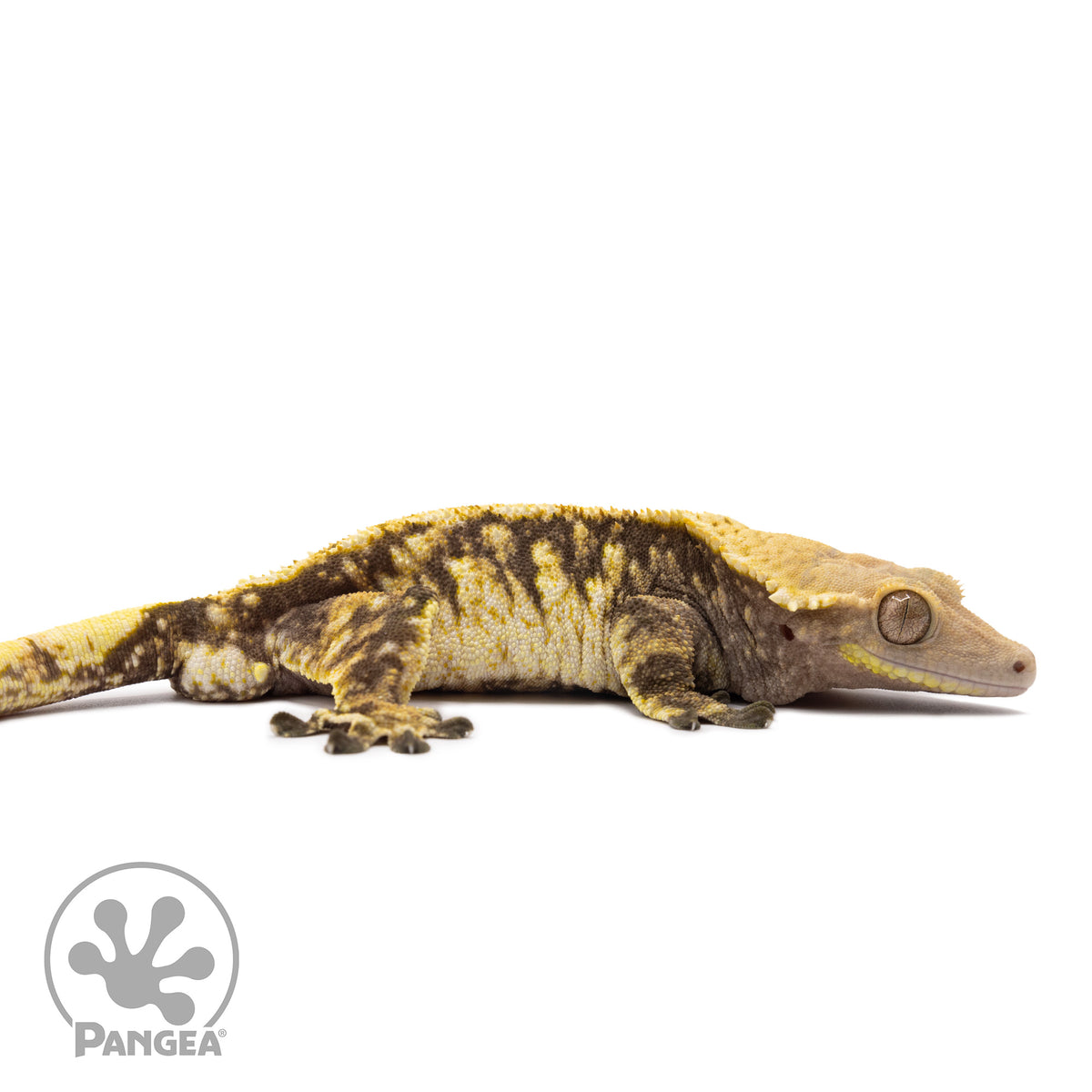 Male Tricolor Extreme Harlequin Crested Gecko Cr-1281 facing right