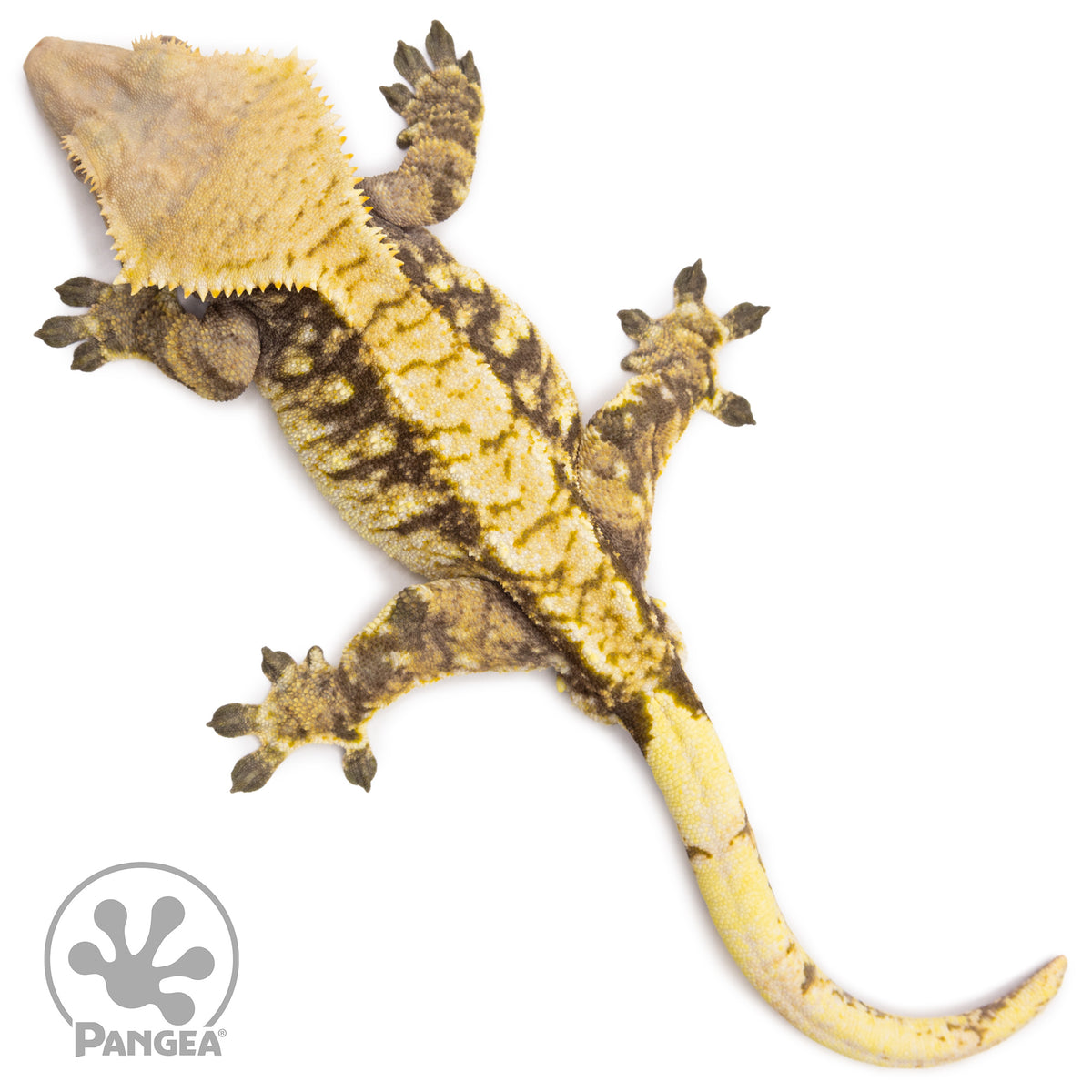Male Tricolor Extreme Harlequin Crested Gecko Cr-1281 from above