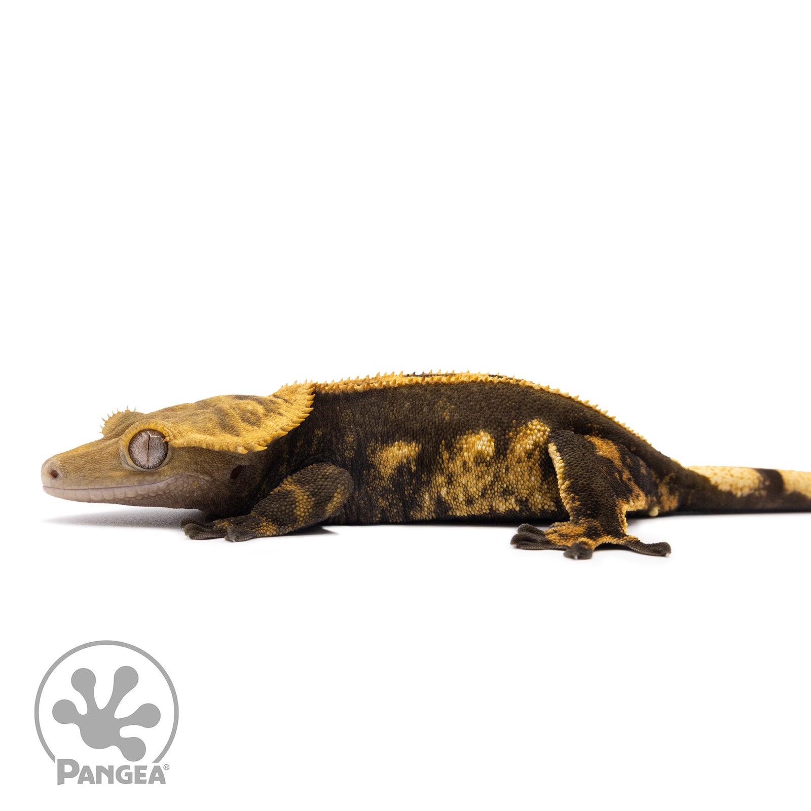 Female Harlequin Crested Gecko Cr-1366 facing left