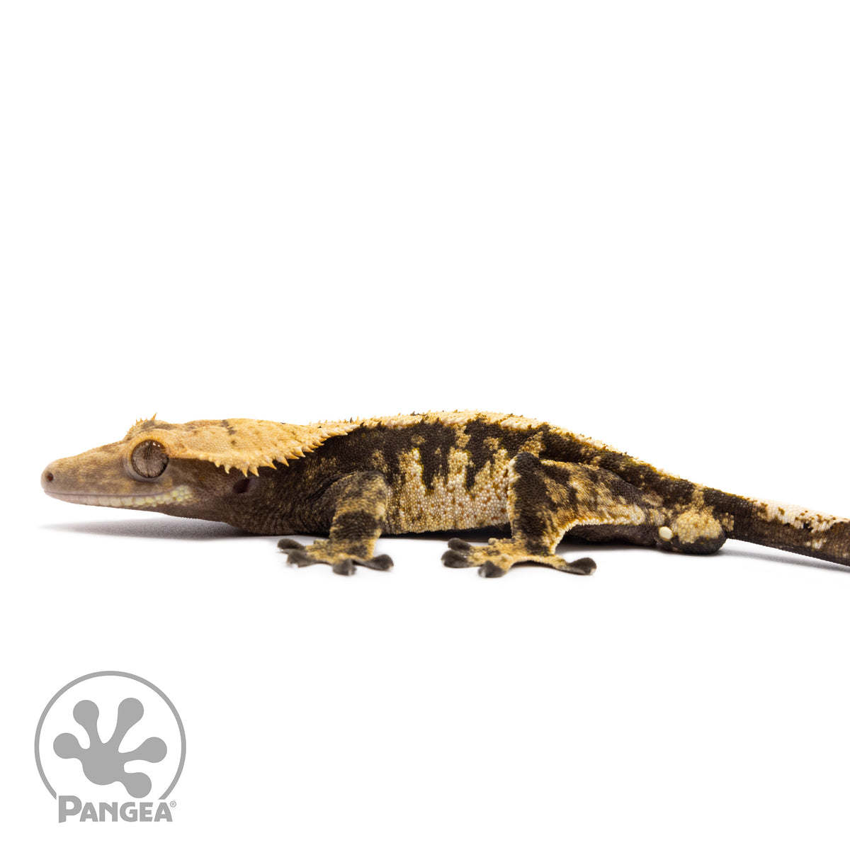Male Extreme Harlequin Crested Gecko Cr-1293 facing left