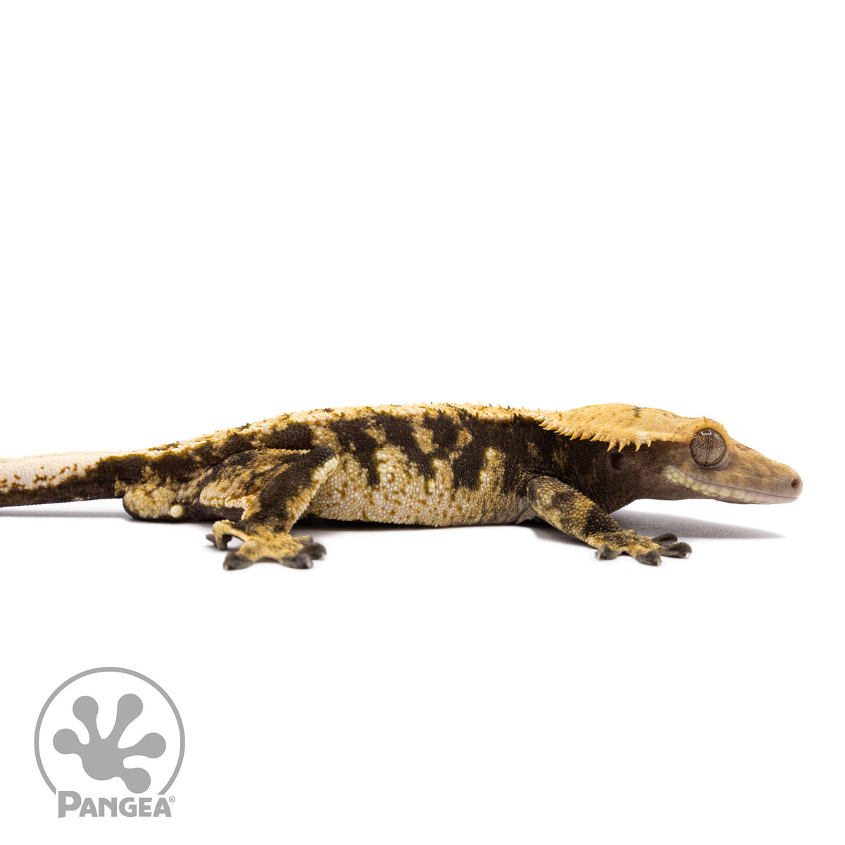 Male Extreme Harlequin Crested Gecko Cr-1293 facing right