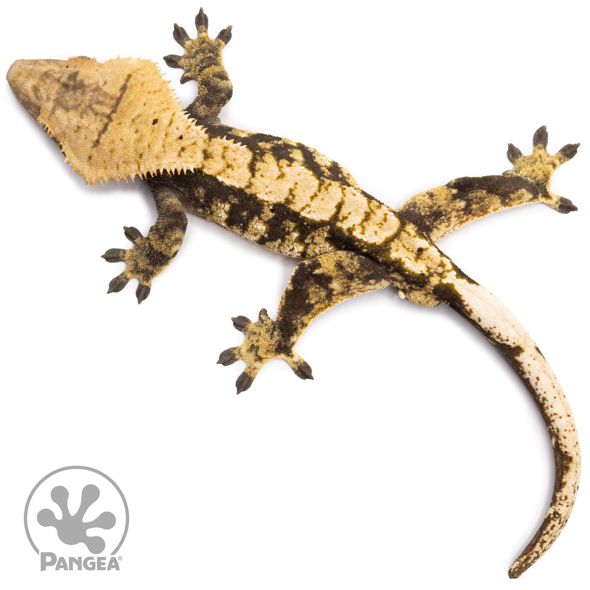 Male Extreme Harlequin Crested Gecko Cr-1293 from above