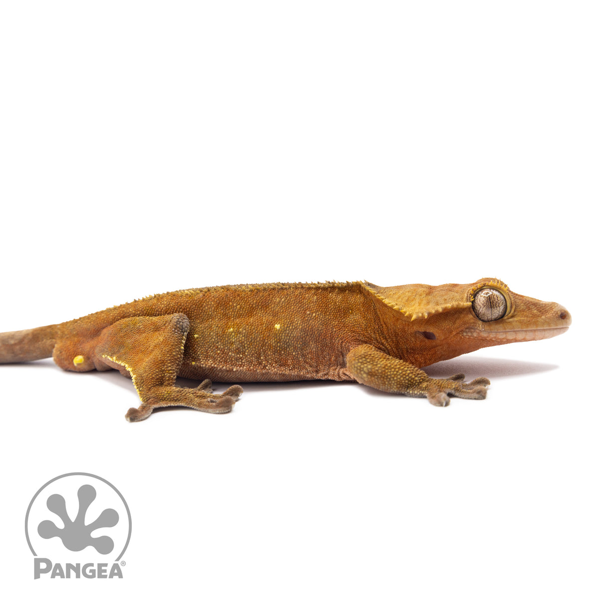 Cr-1314 facing right