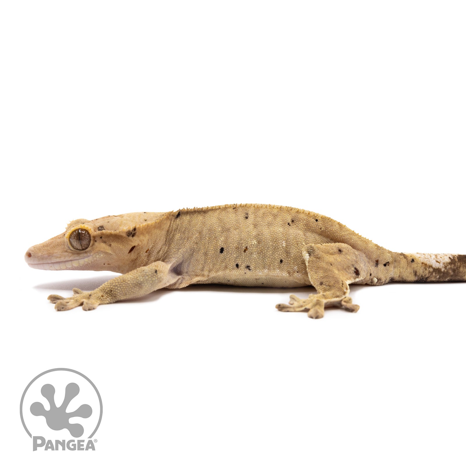 Female Dalmatian Crested Gecko Cr-1317 facing left