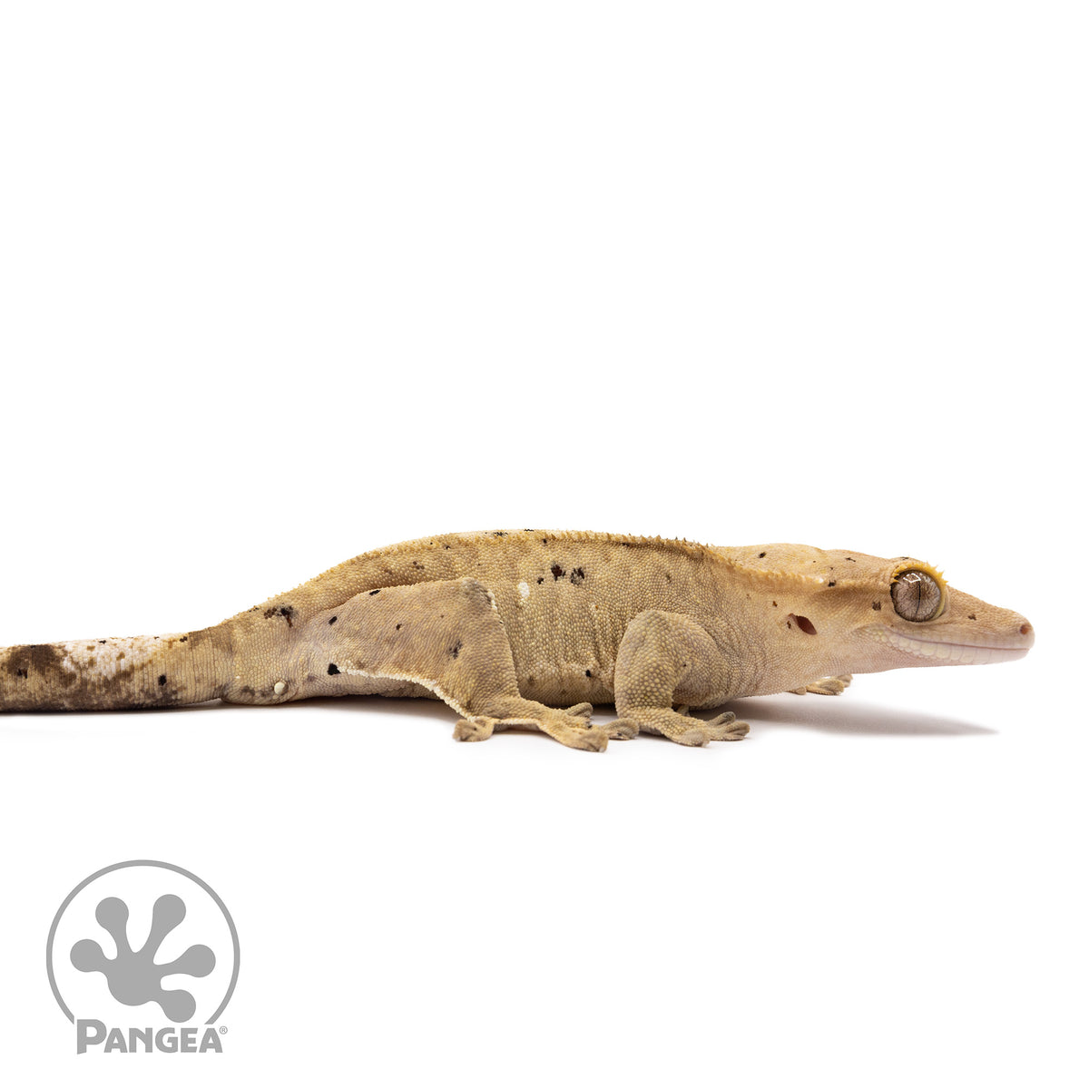 Female Dalmatian Crested Gecko Cr-1317facing right