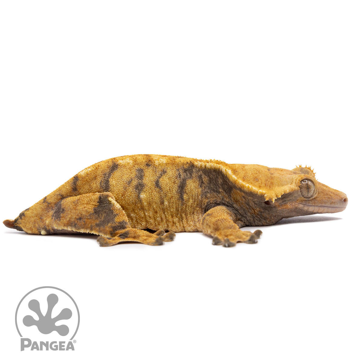 Cr-1328 facing right