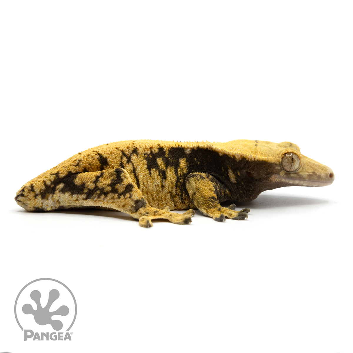 Cr-1331 facing right