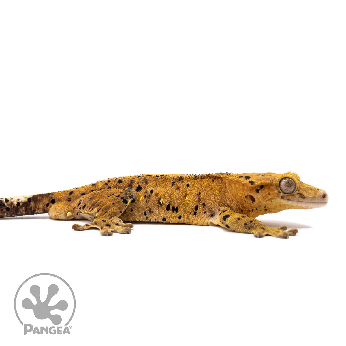 Male Super Dalmatian Crested Gecko Cr-1332 facing right