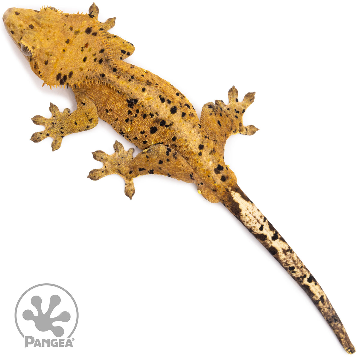 Male Super Dalmatian Crested Gecko Cr-1332 from above