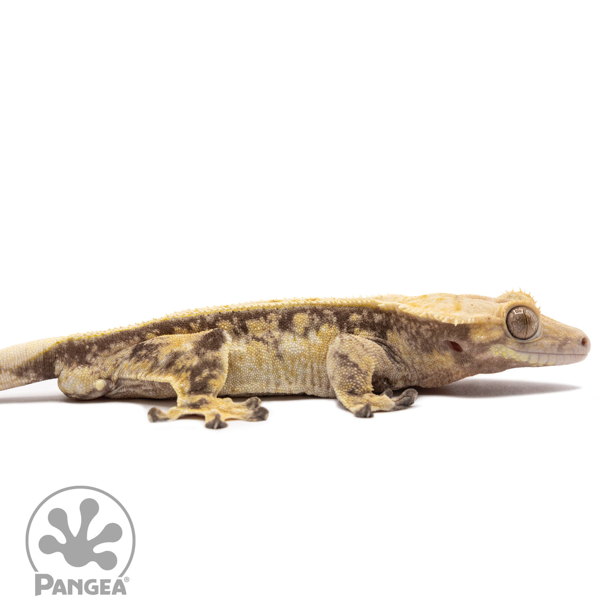 Cr-1339 facing right