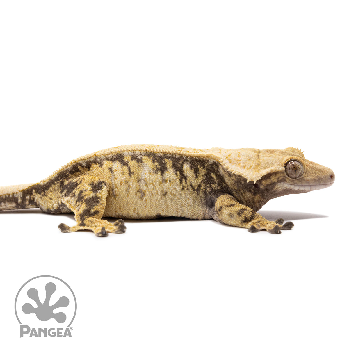 Cr-1354 facing right