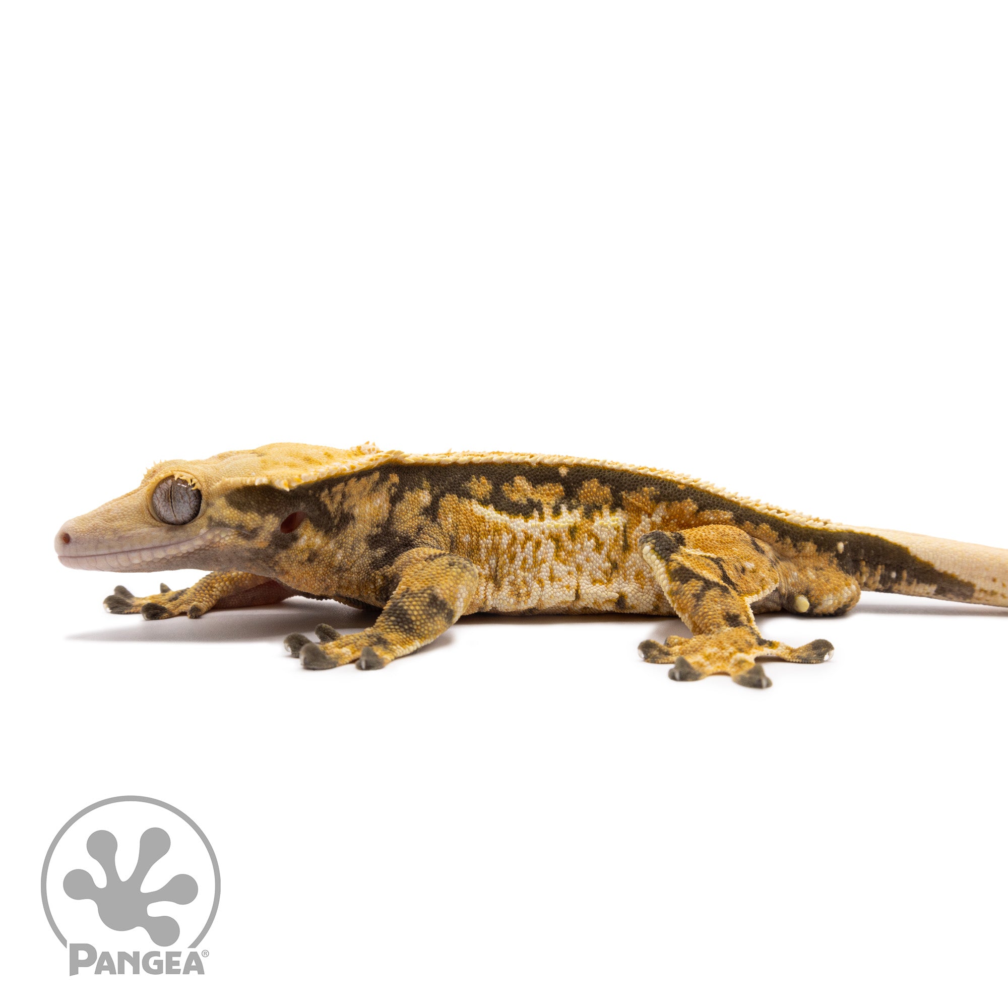 Male Tricolor Extreme Harlequin Crested Gecko Cr-1362 facing left