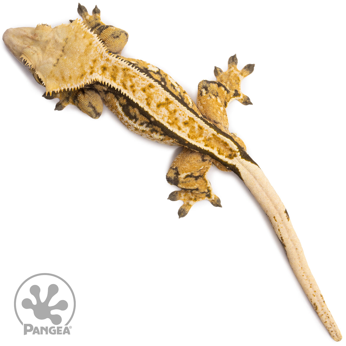 Male Tricolor Extreme Harlequin Crested Gecko Cr-1362 from above
