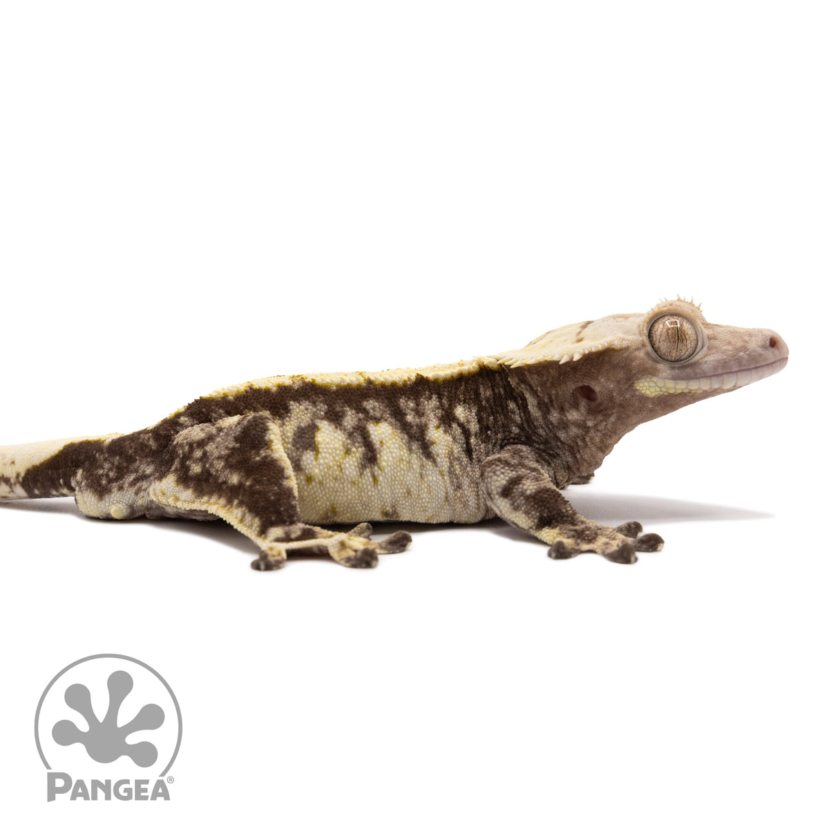 Cr-1364 facing right