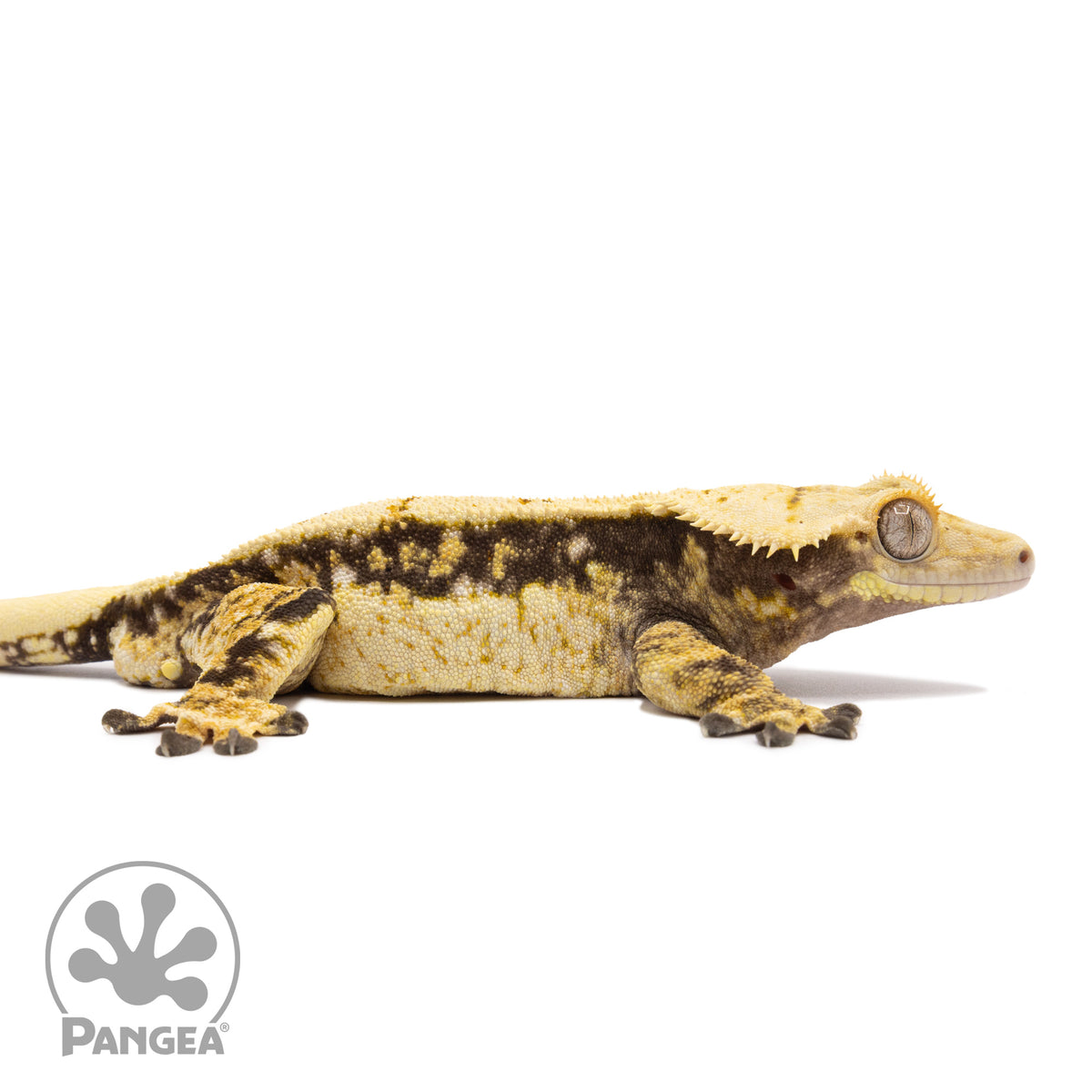 Cr-1368 facing right