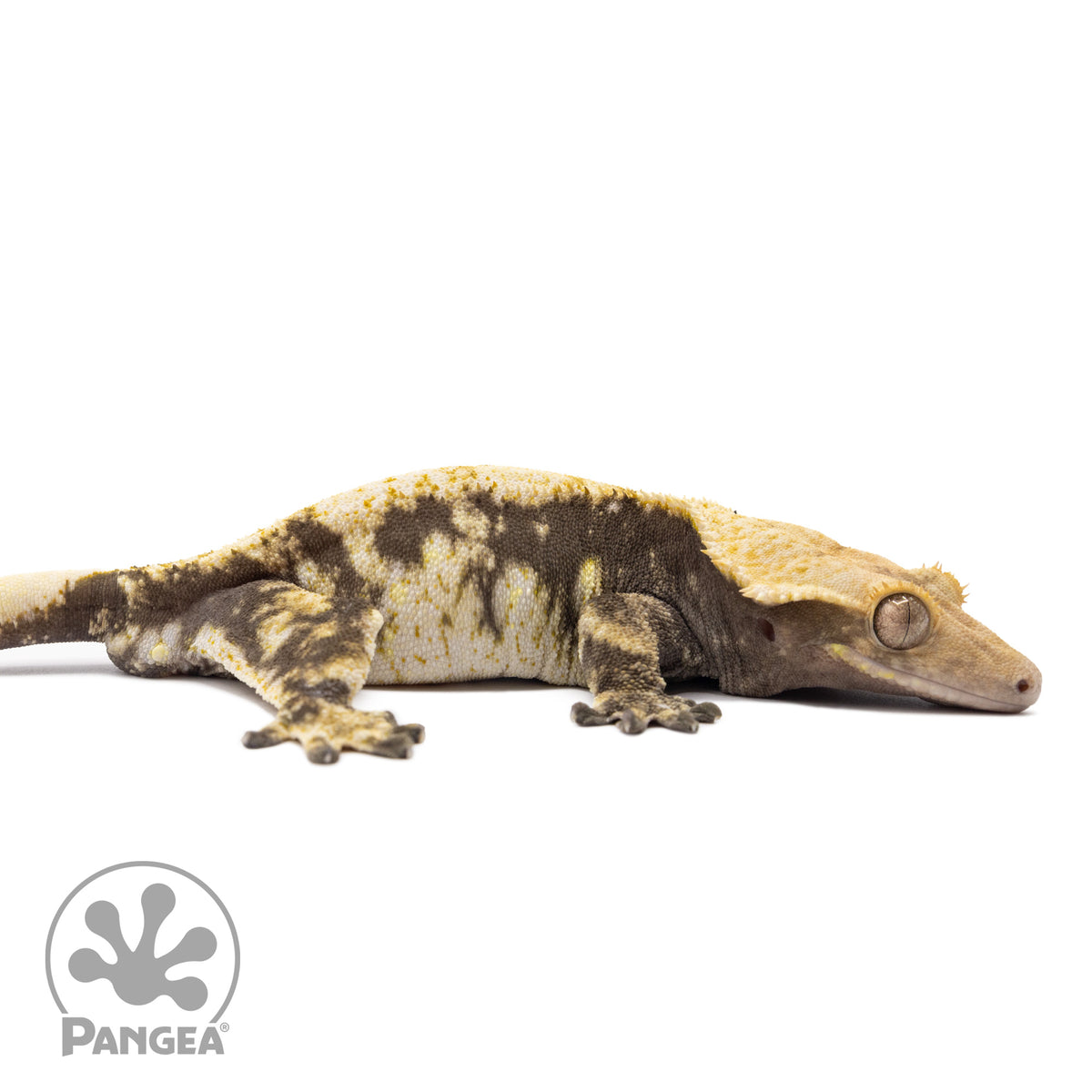 Cr-1379 facing right