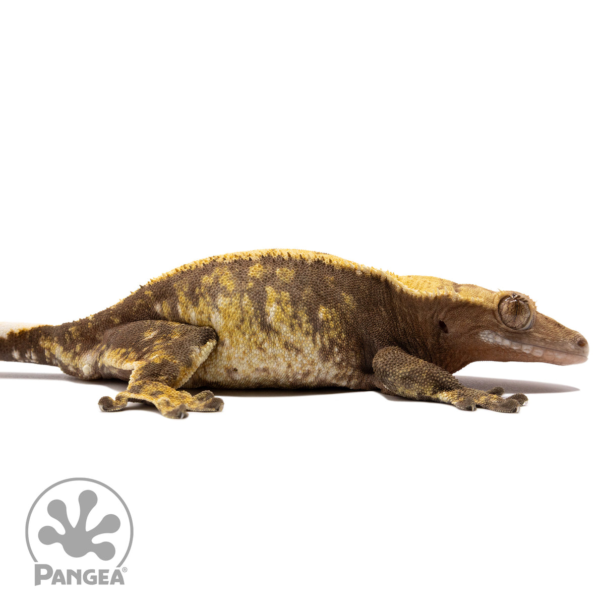 Cr-1394 facing right