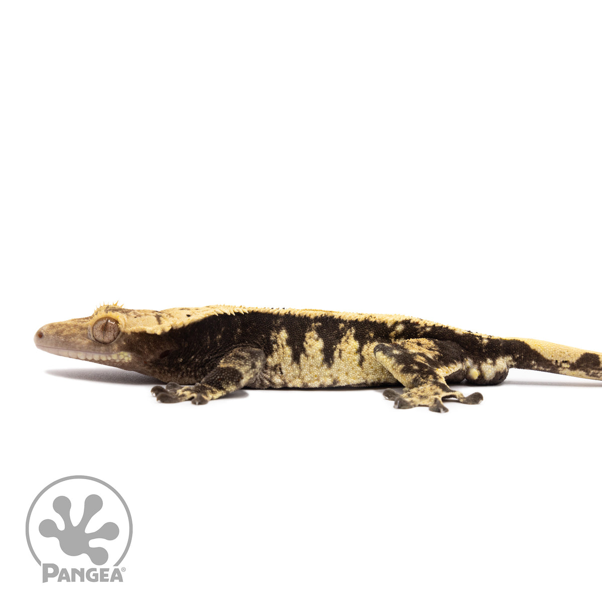 Male Extreme Harlequin Crested Gecko Cr-1406 facing left
