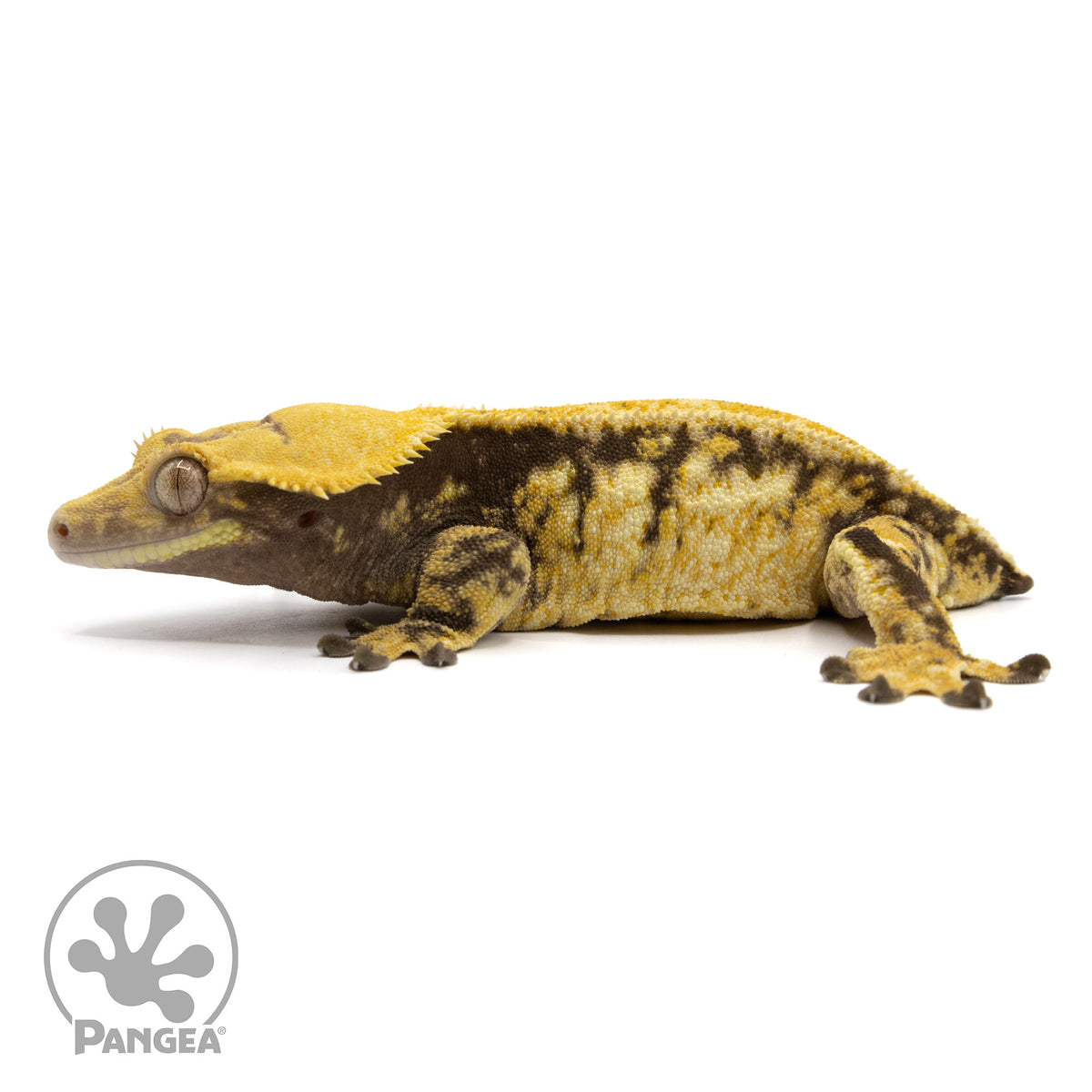 Female Tricolor Extreme Harlequin Crested Gecko Cr-1411 facing left