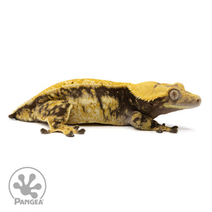 Female Tricolor Extreme Harlequin Crested Gecko Cr-1411 facing right
