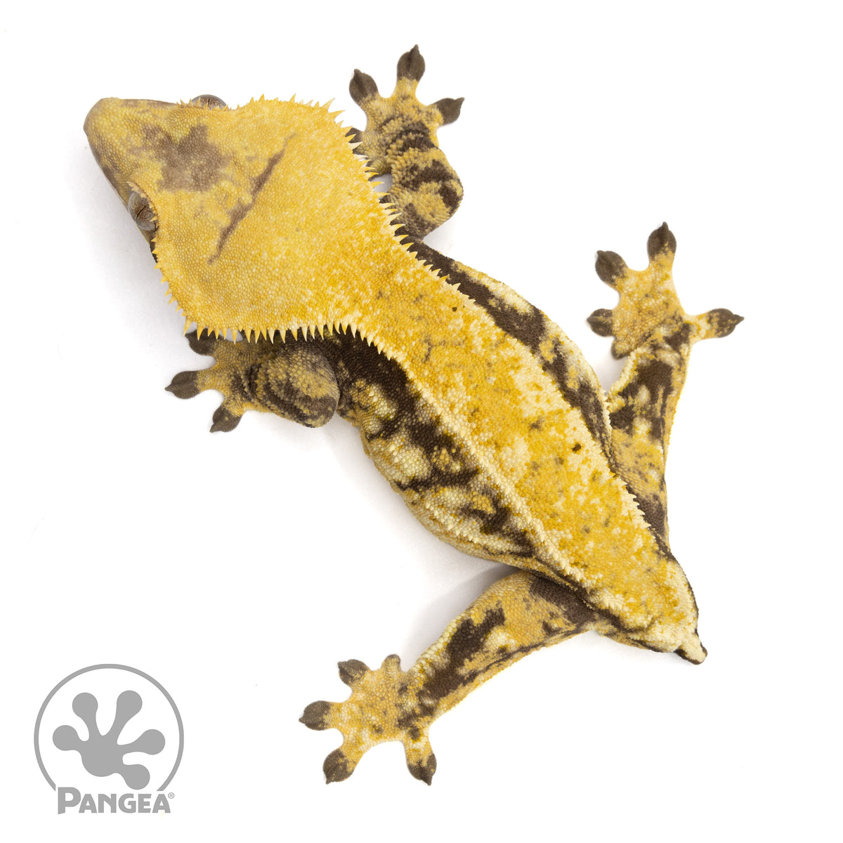 Female Tricolor Extreme Harlequin Crested Gecko Cr-1411 from above