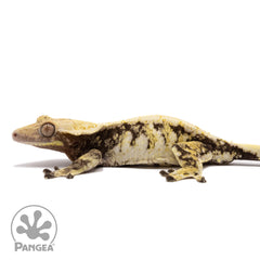 Female Tricolor Extreme Crested Gecko | Pangea Reptile | Cr-1429
