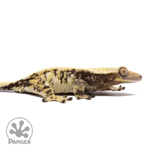 Cr-1429 facing right