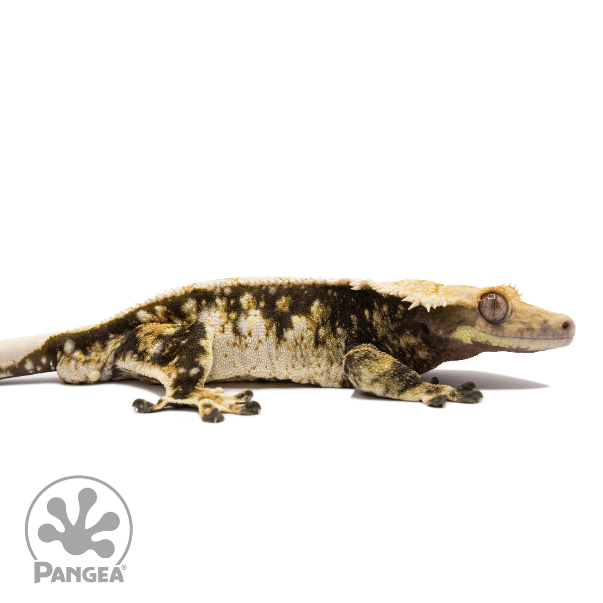 Cr-1476 facing right