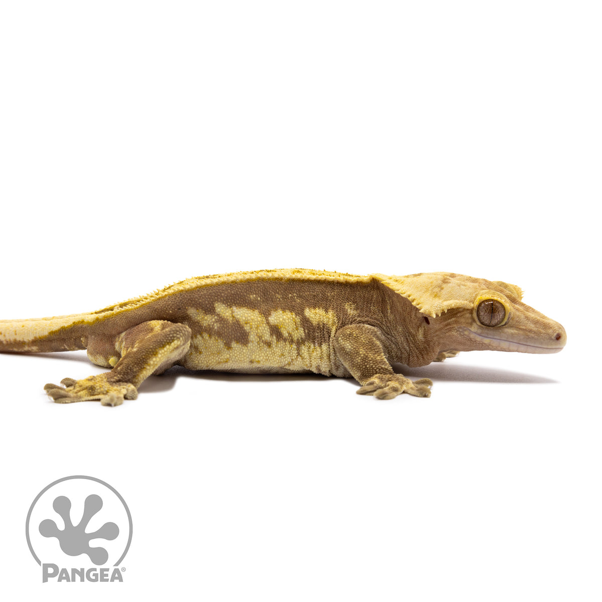 Male Red Pinstripe Crested Gecko Cr-1497 facing left