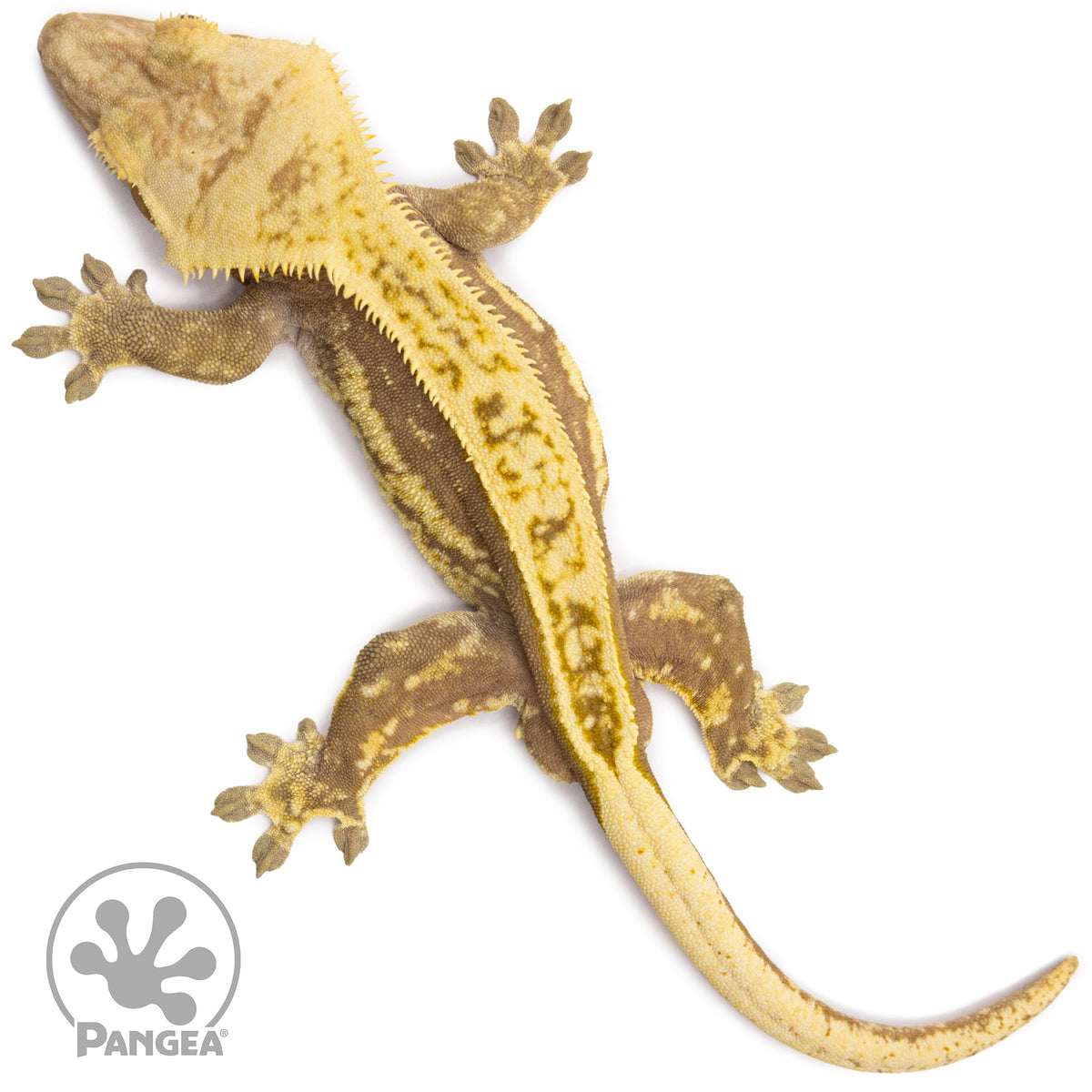  Male Red Pinstripe Crested Gecko Cr-1497 from above