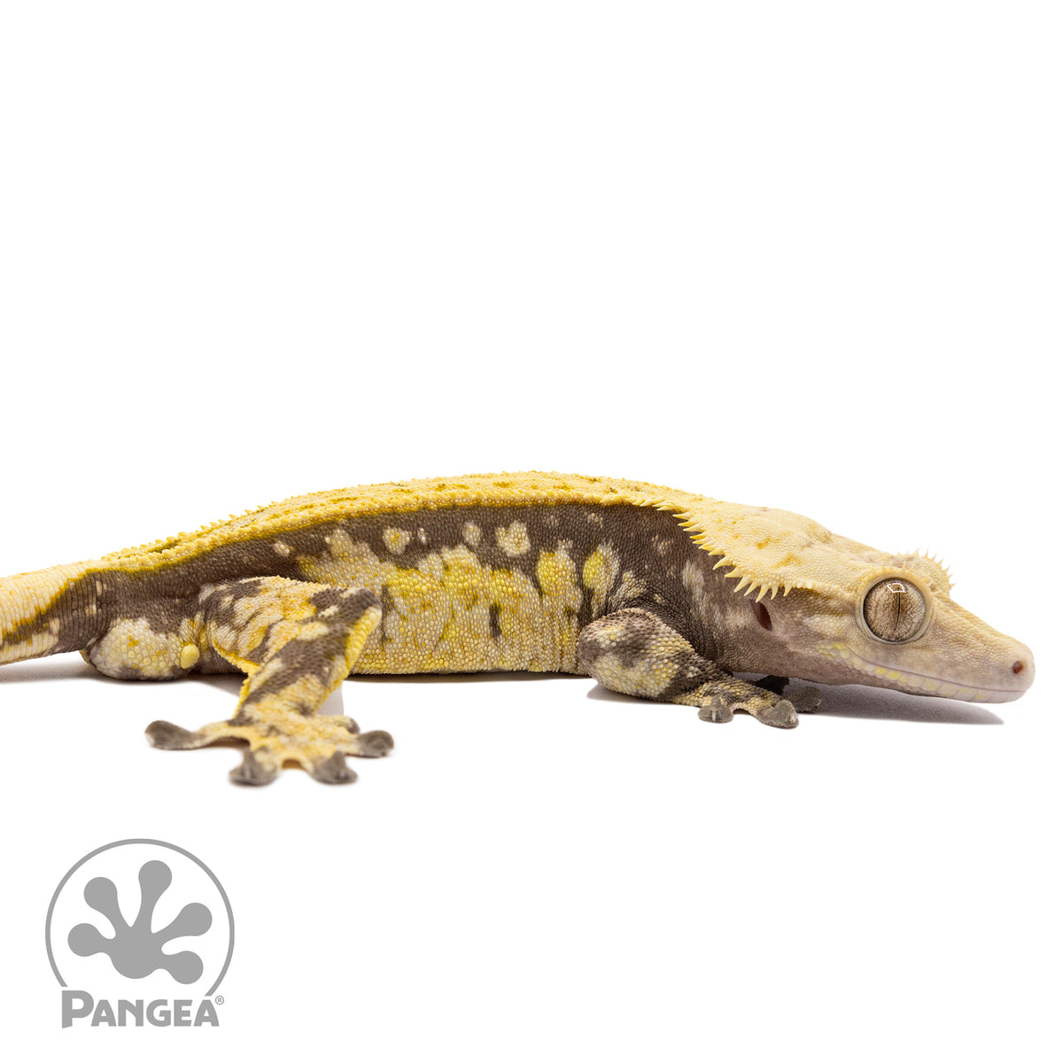 Cr-1503 facing right