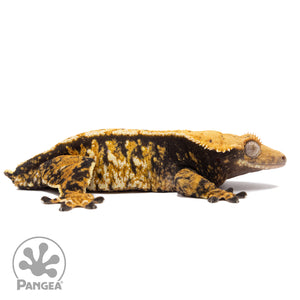 Cr-1528 facing right