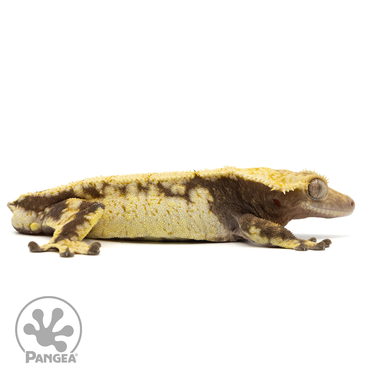 Cr-1531 facing right