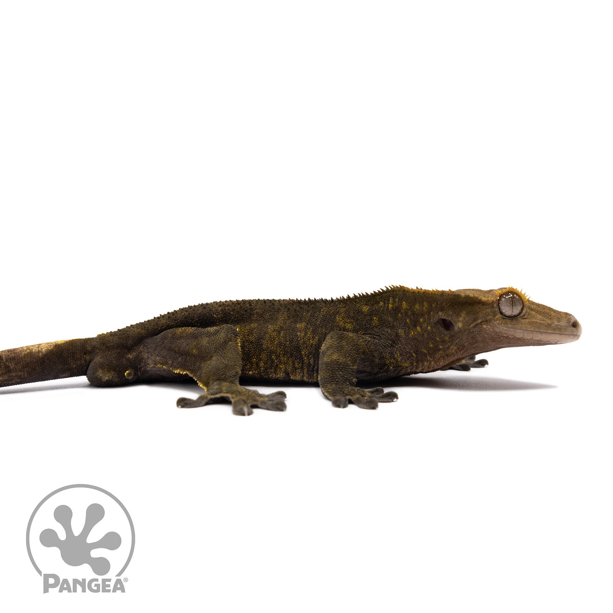 Male OG Black Crested Gecko Cr-1538 facing right