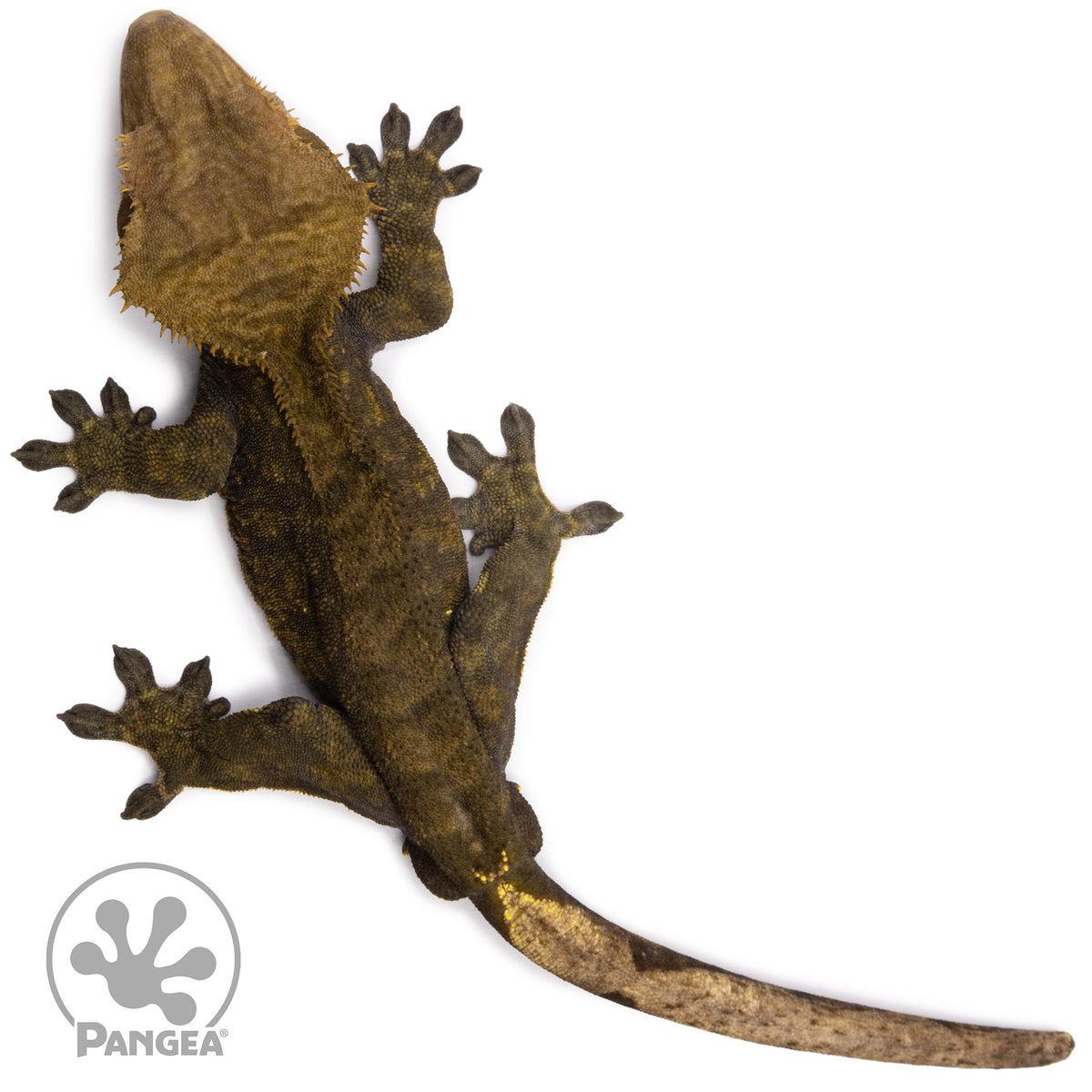 Male OG Black Crested Gecko Cr-1538 from above