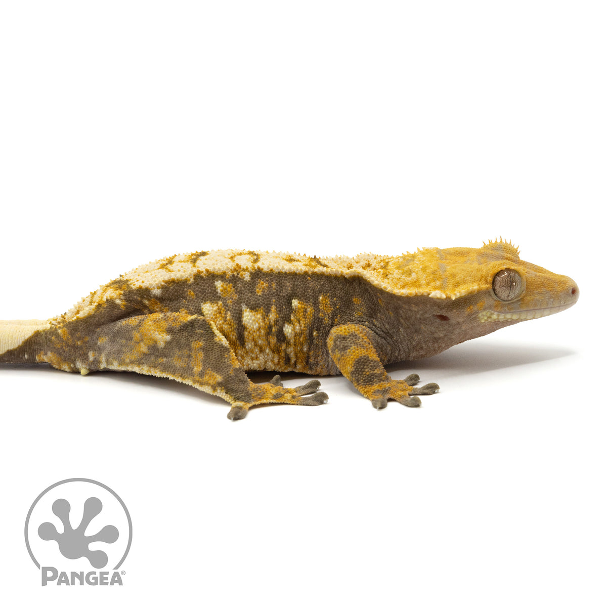 Cr-1546 facing right