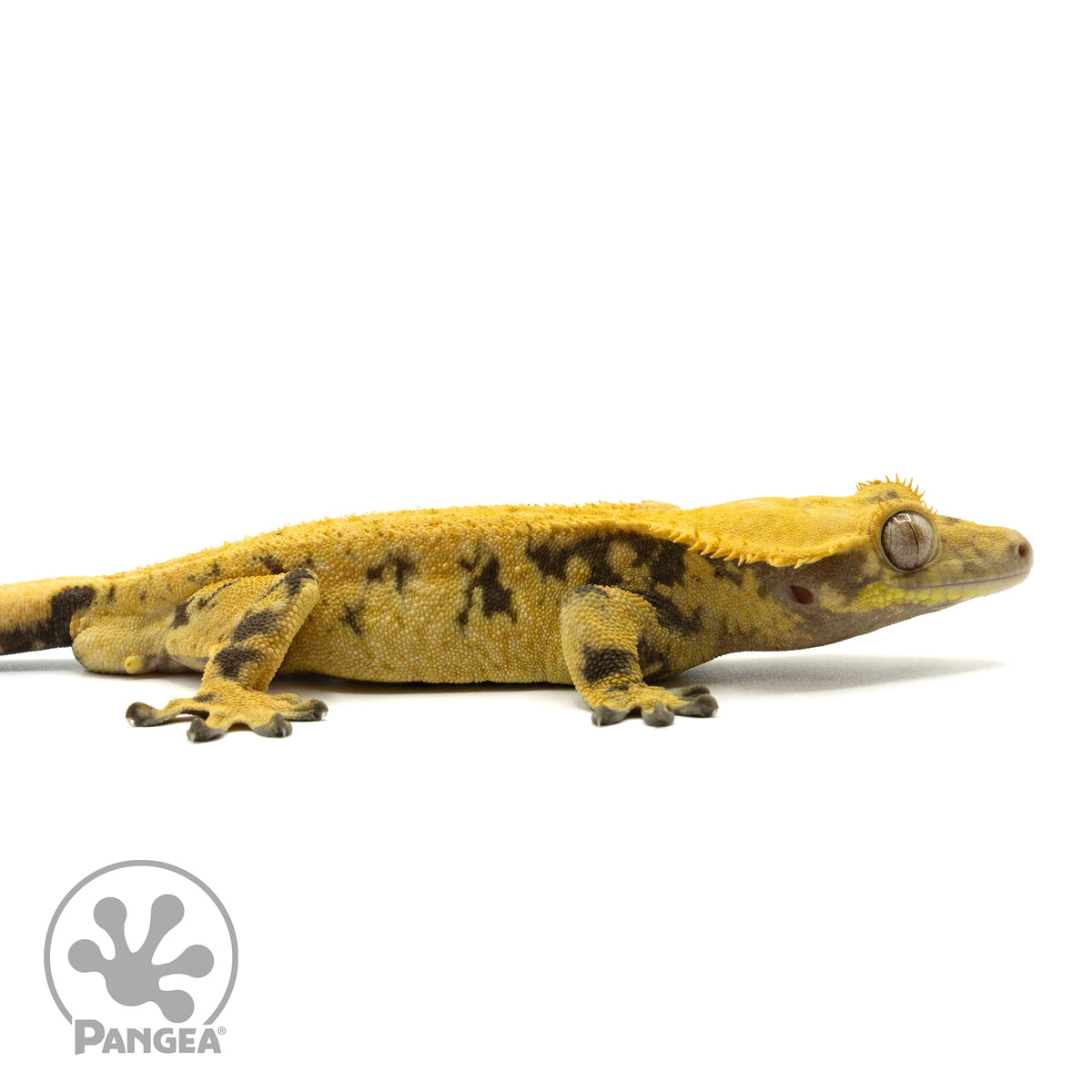 Cr-1547 facing right