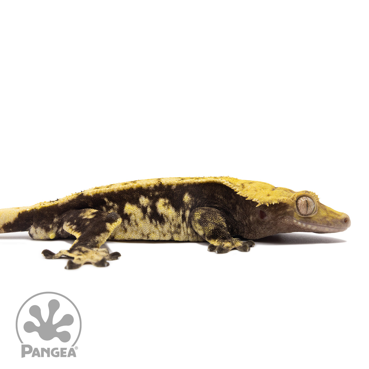 Cr-1555 facing right