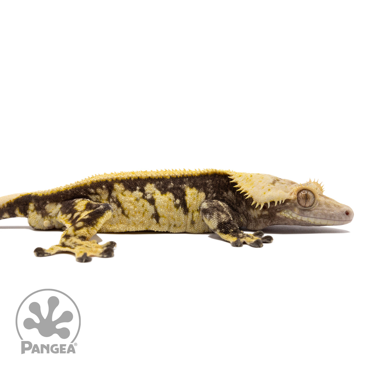 Cr-1562 facing right