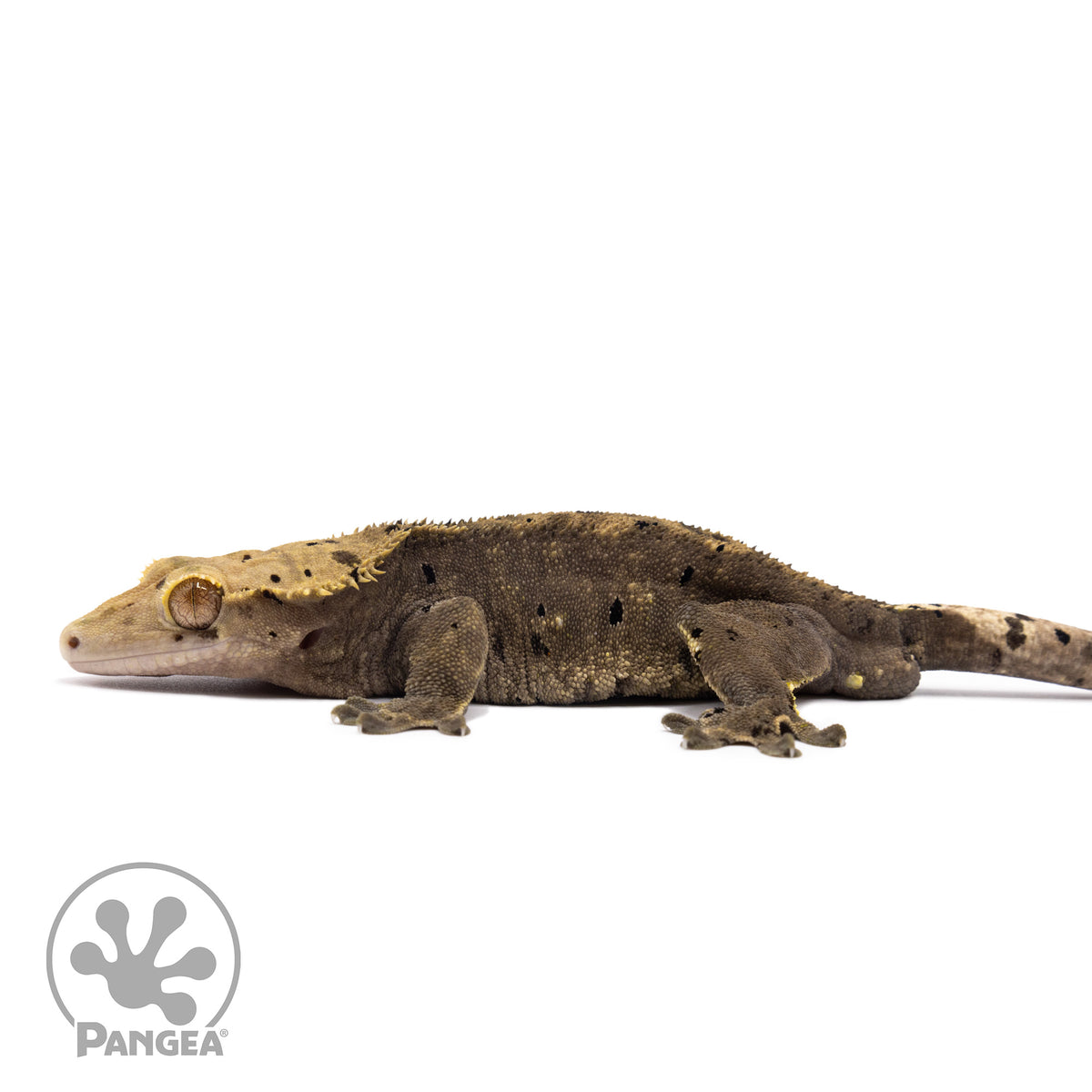 Male Dark Dalmatian Crested Gecko Cr-1570 facing left
