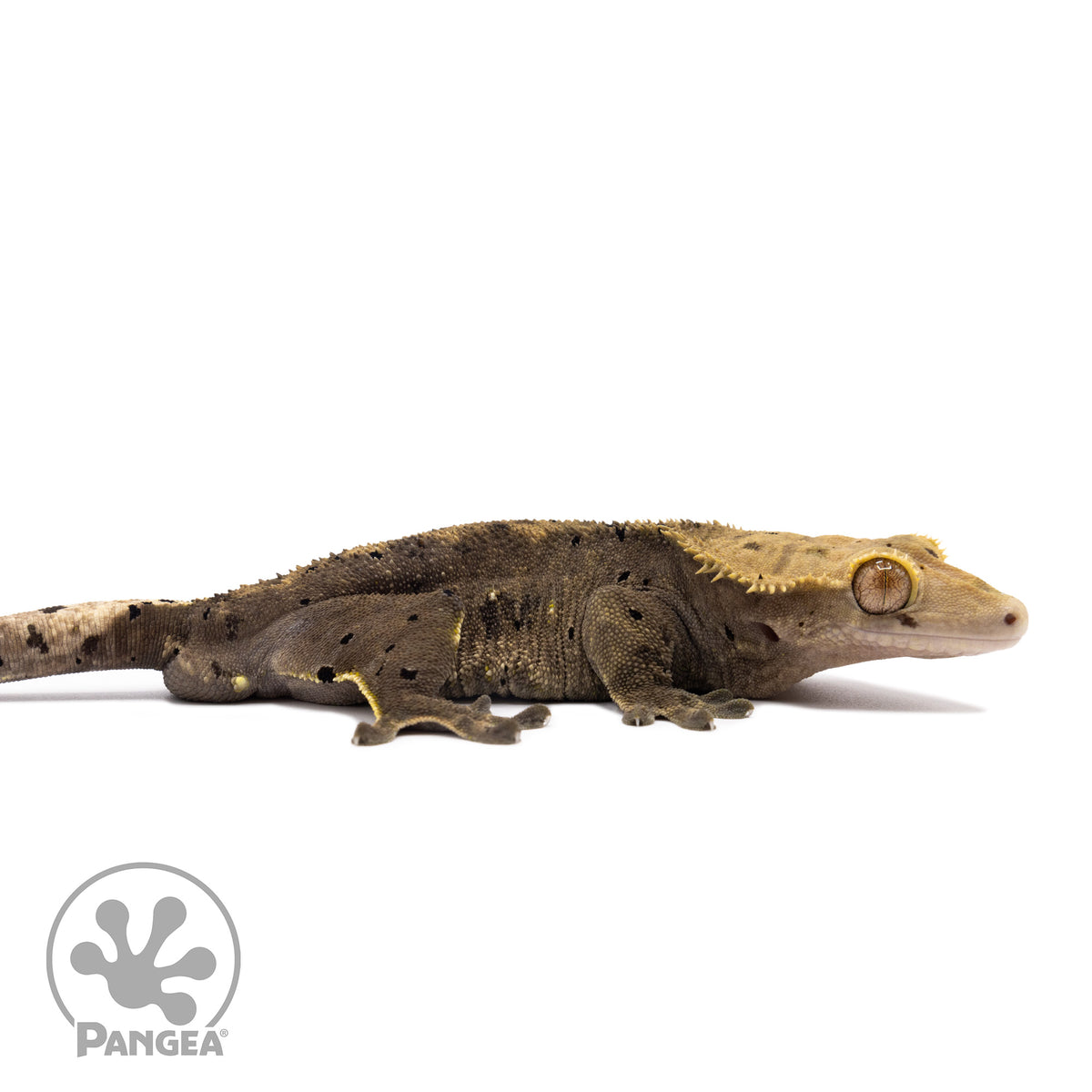 Male Dark Dalmatian Crested Gecko Cr-1570 facing right