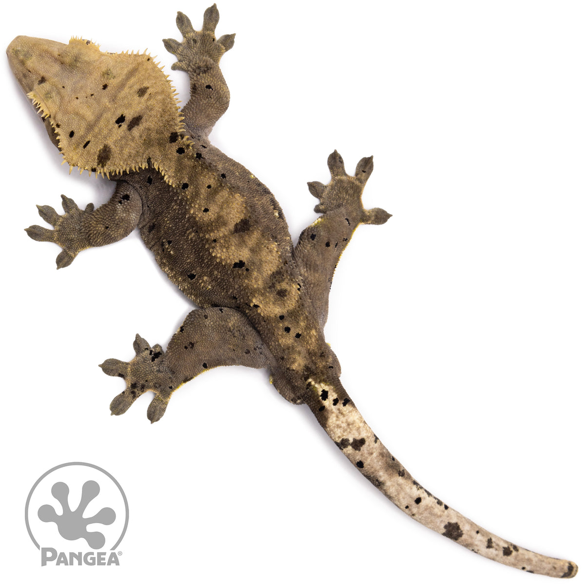 Male Dark Dalmatian Crested Gecko Cr-1570 from above