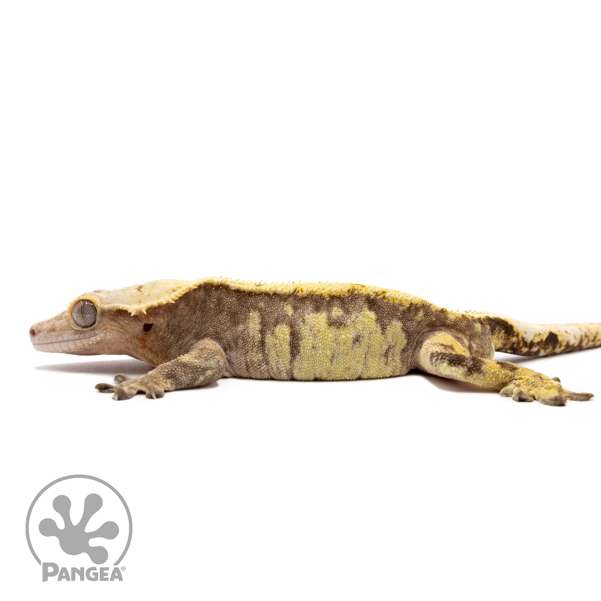 Male Extreme Harlequin Crested Gecko Cr-1378 facing left