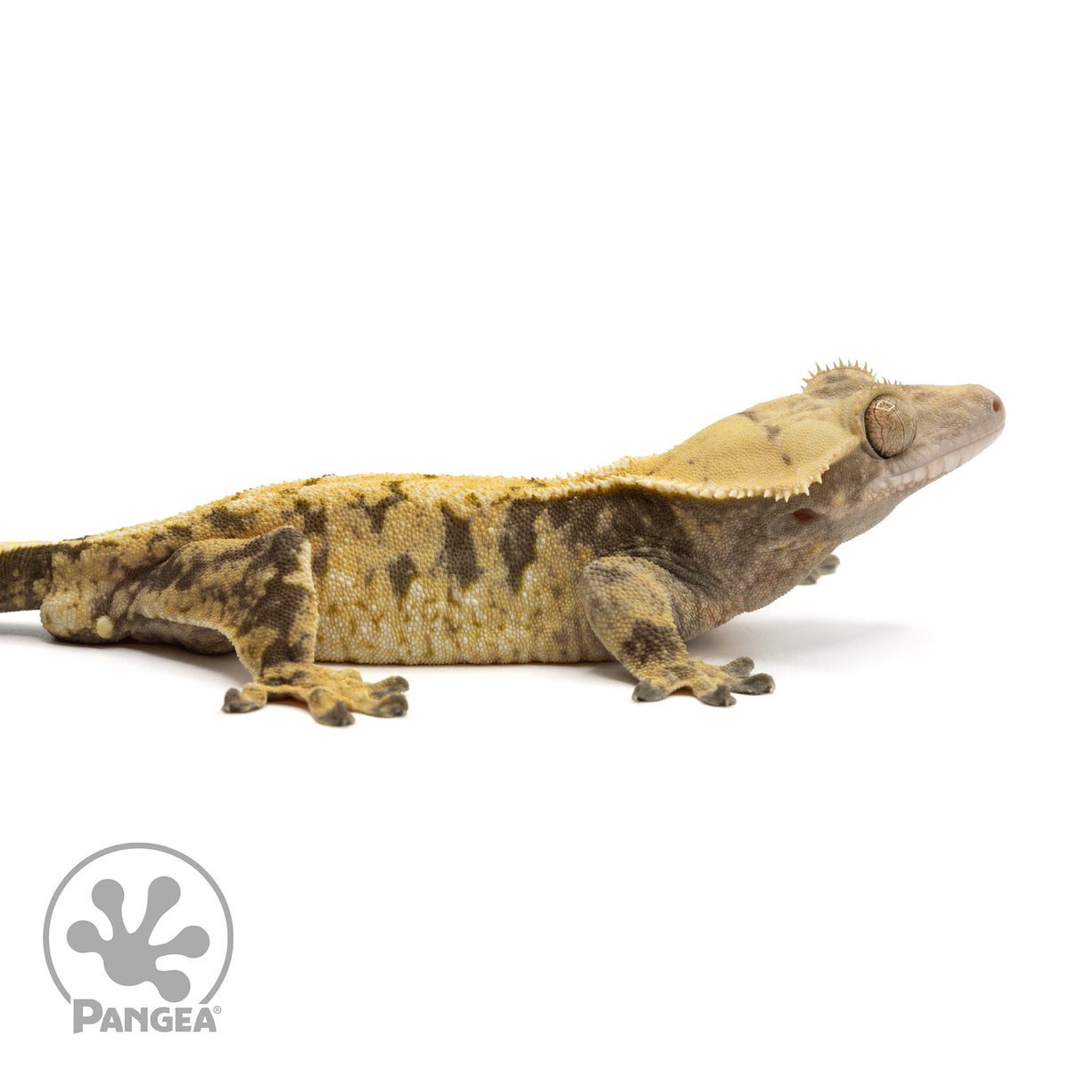 Cr-1587 facing right