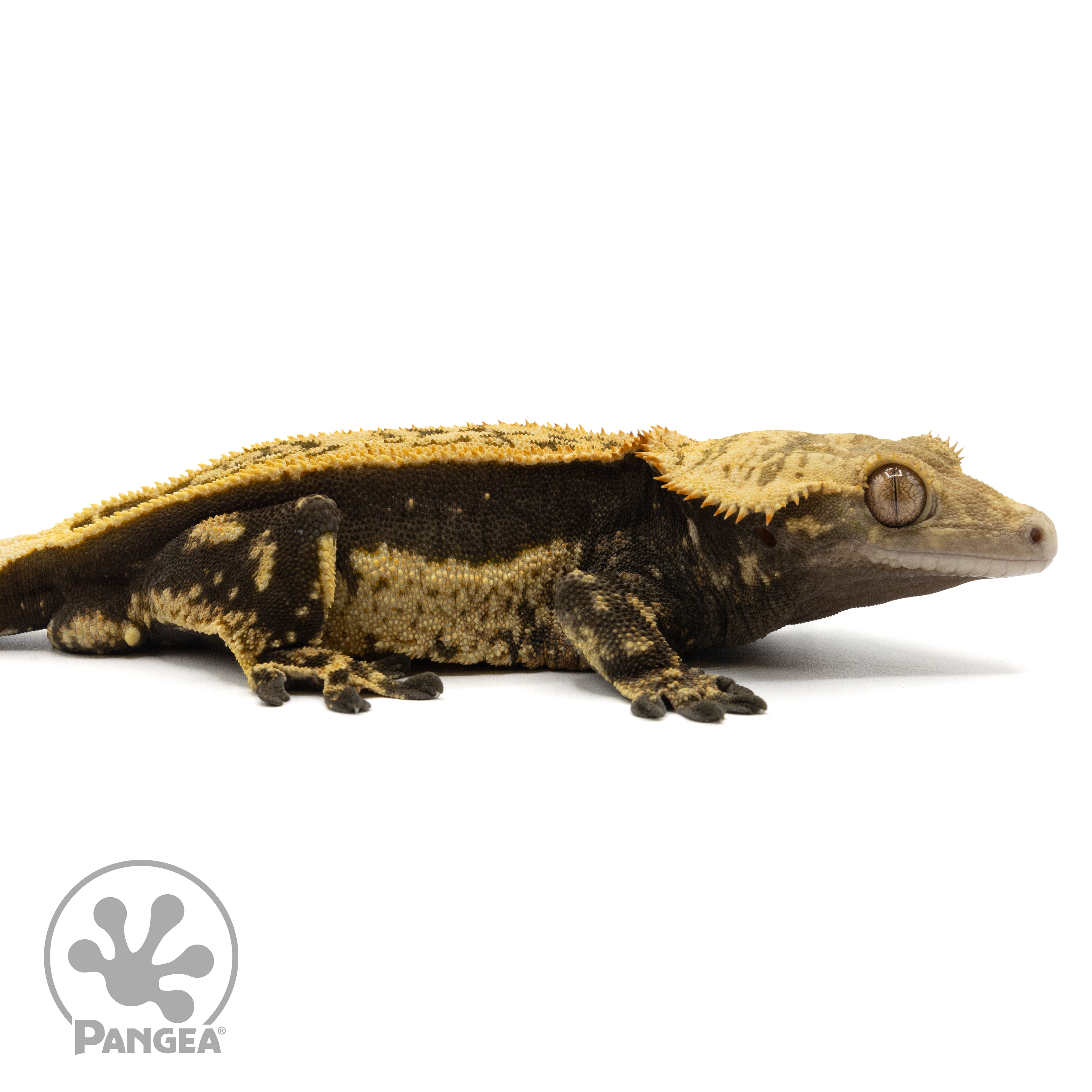 gekko magis klapprad Male Quadstripe Crested Gecko| Pangea Reptile | Cr-1593