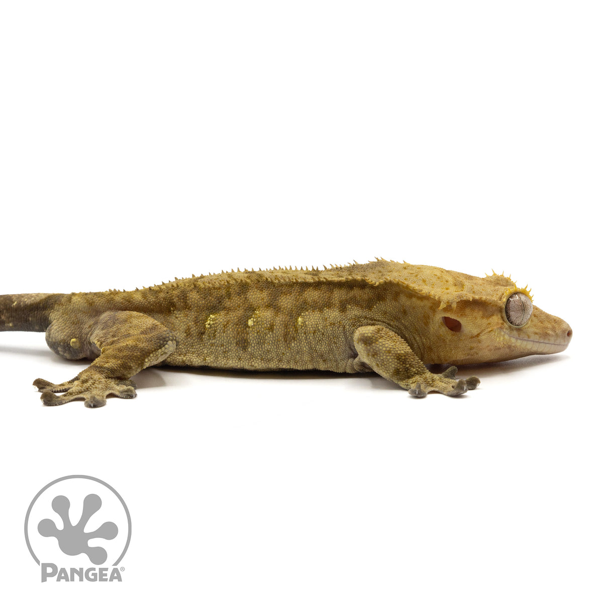 Cr-1597 facing right